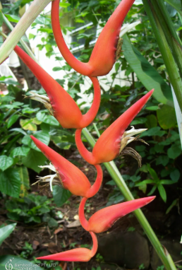 Heliconia Waxy Red