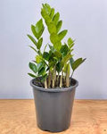Zanzibar Gem - Zamioculcas zamiifolia
