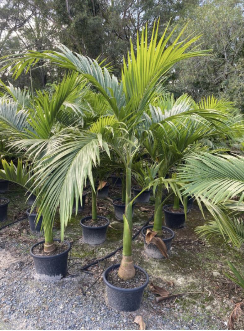 Alexander Palm | Archontophoenix alexandrae