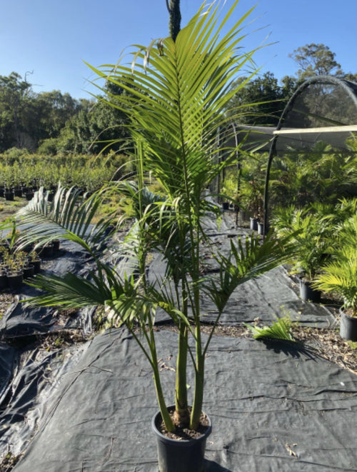 Alexander Palm | Archontophoenix alexandrae