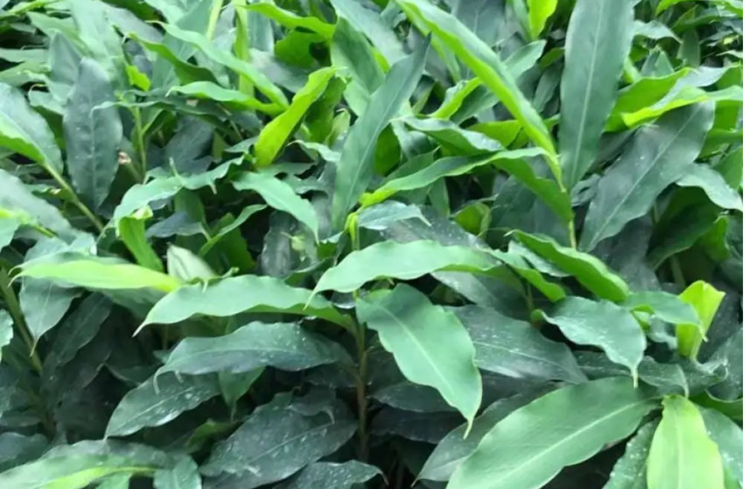 Alpinia Mutica | False Cardamon