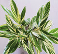 Alpinia Zerumbet Variegata | Variegated Shell Ginger