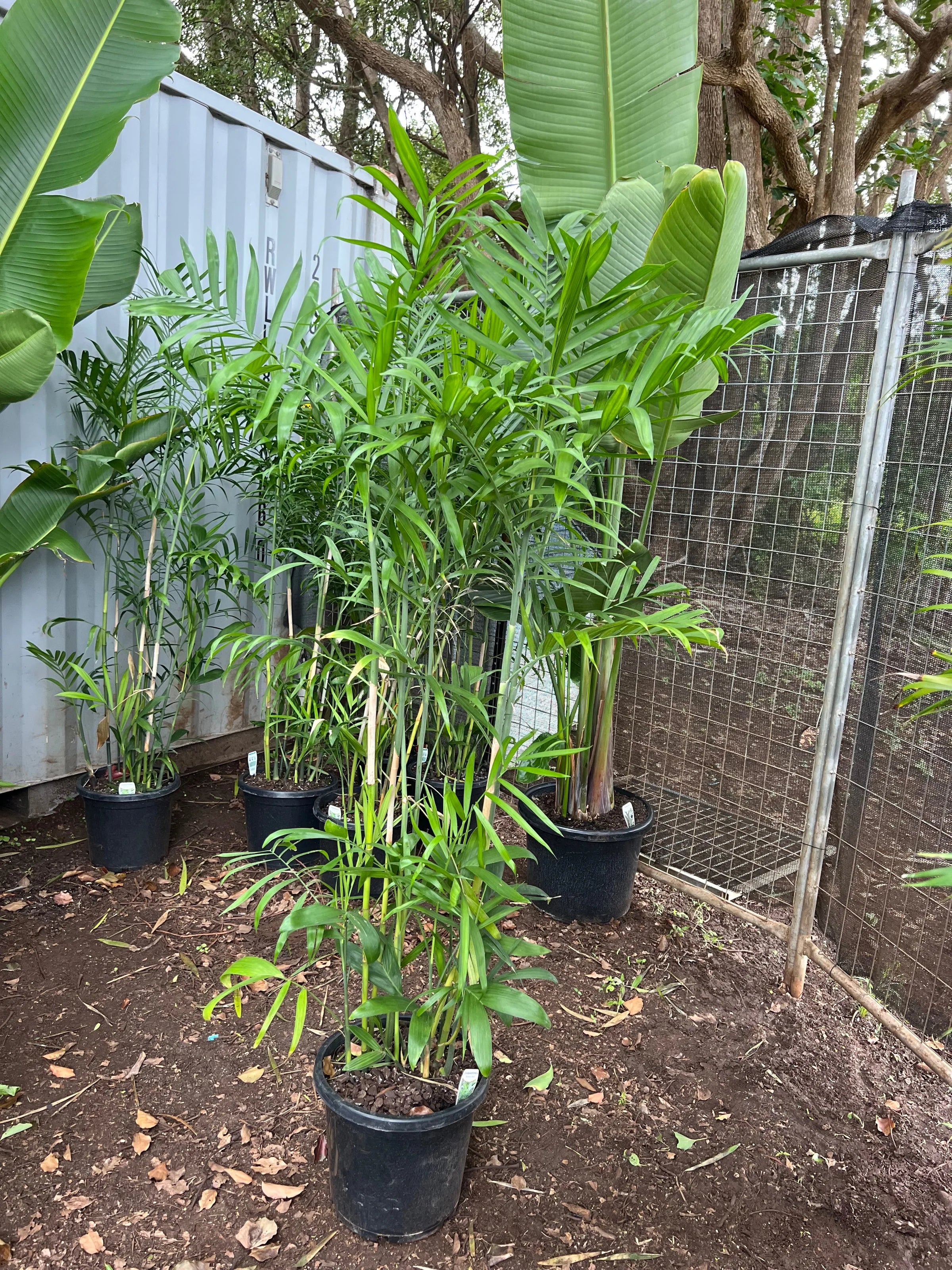Bamboo Palm | Chamaedorea seifrizii
