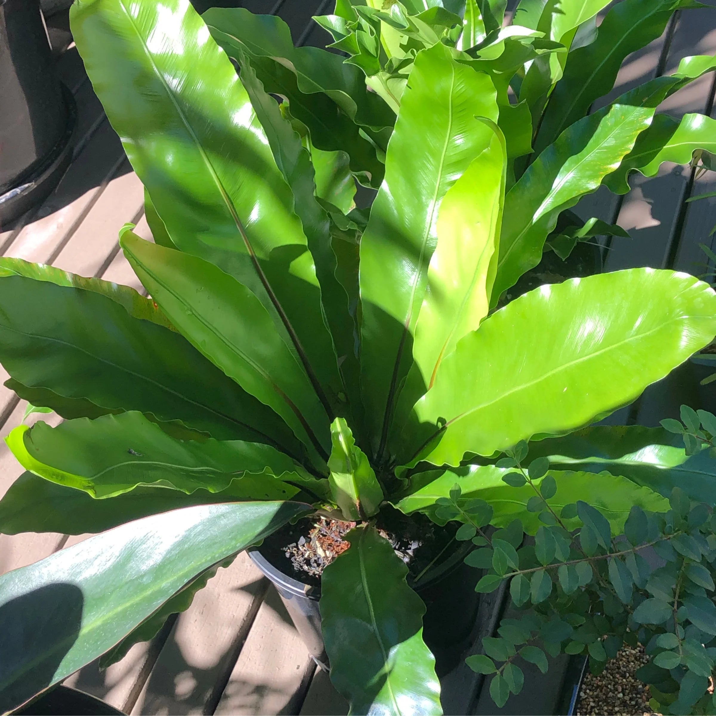 Birds Nest | Asplenium nidus