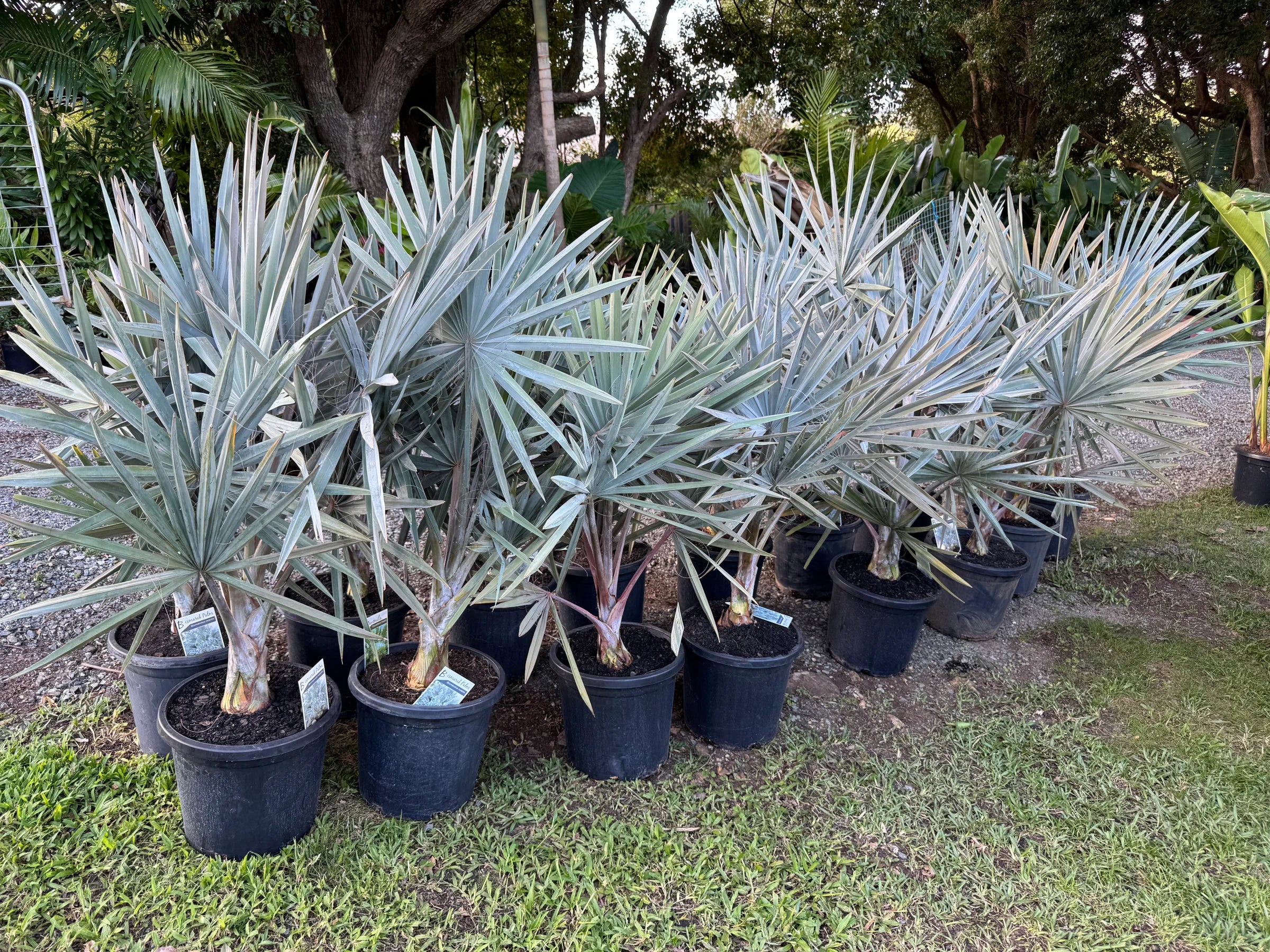 Bismarkia Palm
