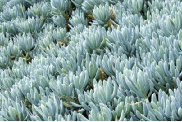 Blue chalk stick | Senecio serpens