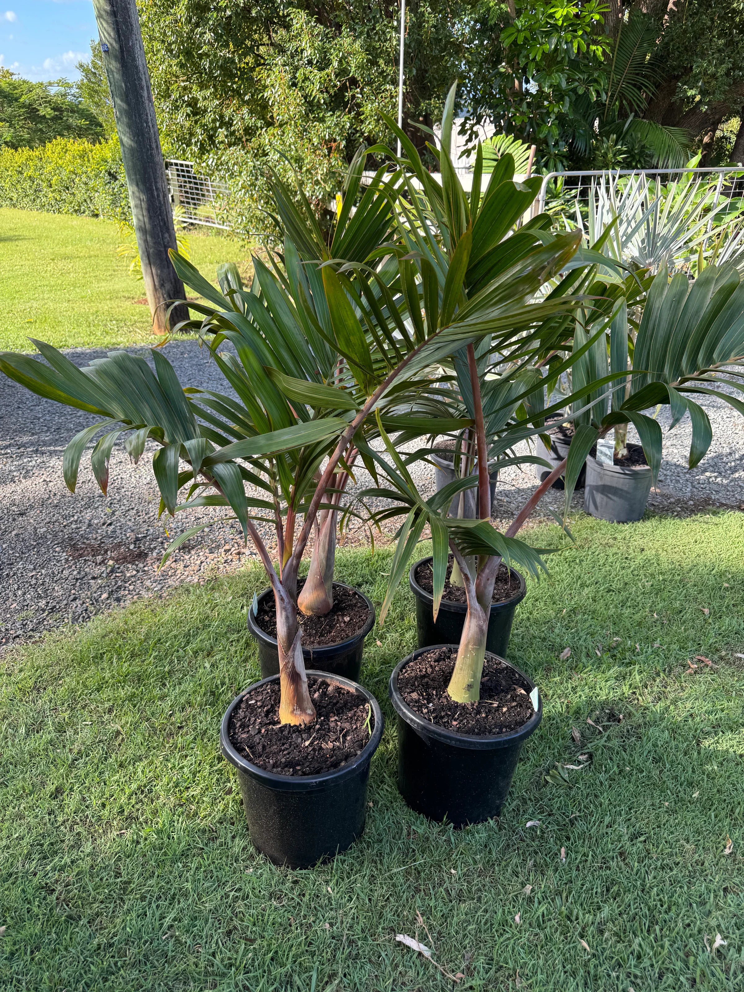 Bottle Palm | Hyophorbe lagenicaulis