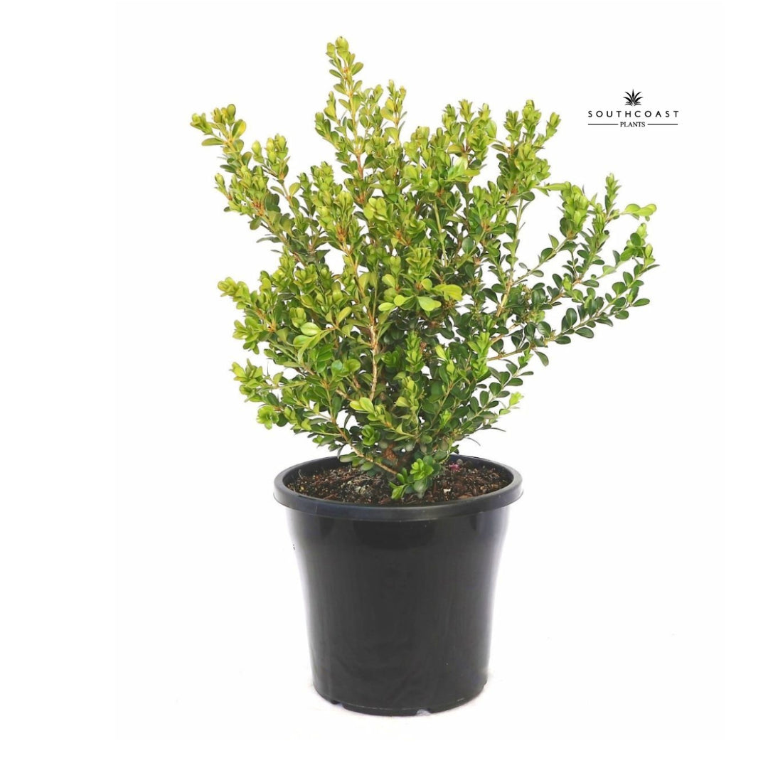 Buxus microphylla japonica Japanese Box