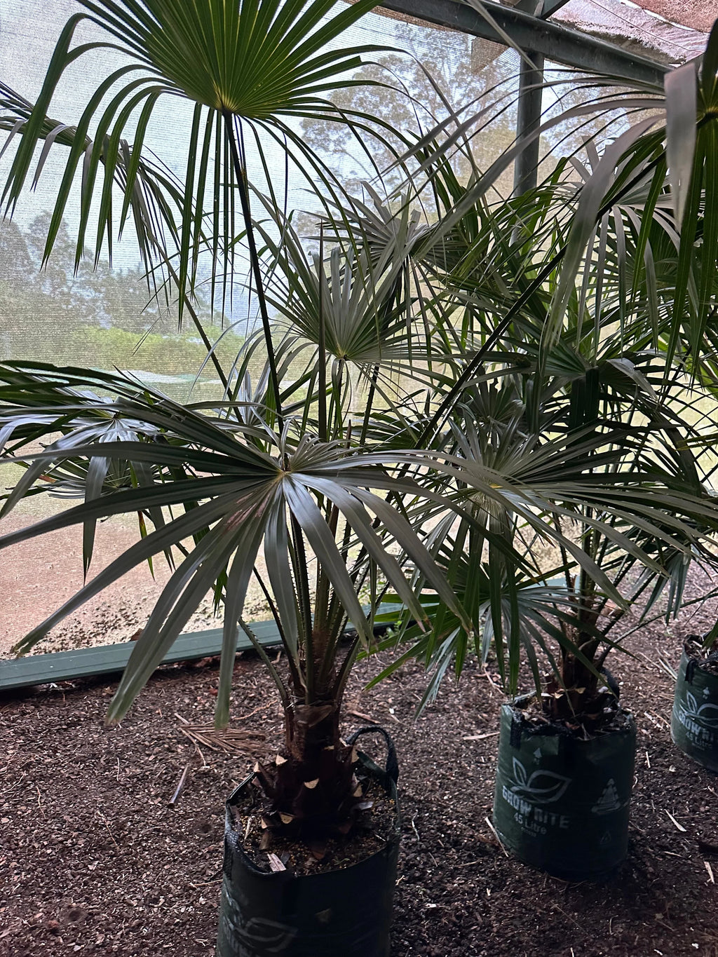 Cabbage-Tree Palm | Livistona australis