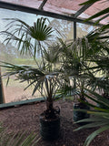 Cabbage-Tree Palm | Livistona australis