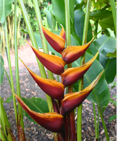 Heliconia Chocolate Dancer