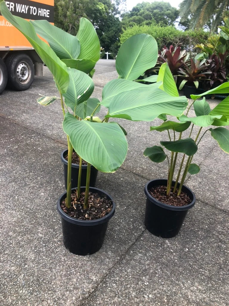 Calathea Lutea | Cuban Cigar