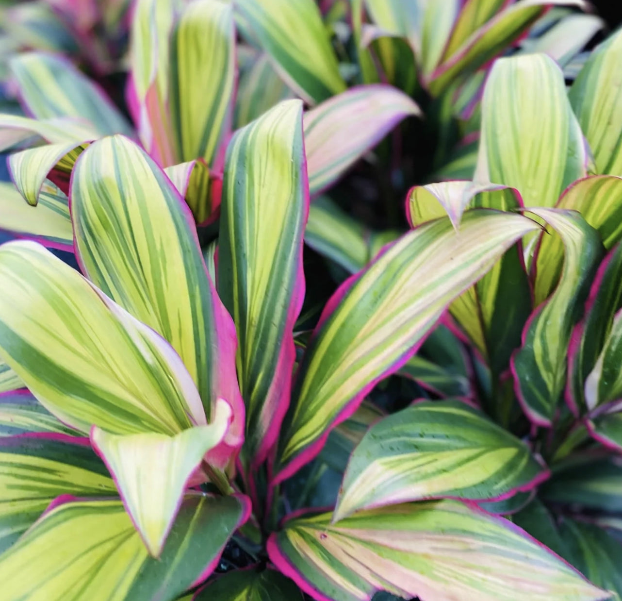 Cordyline Fruiticosa Kiwi