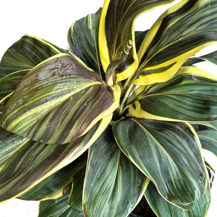 Cordyline Miss Andrea