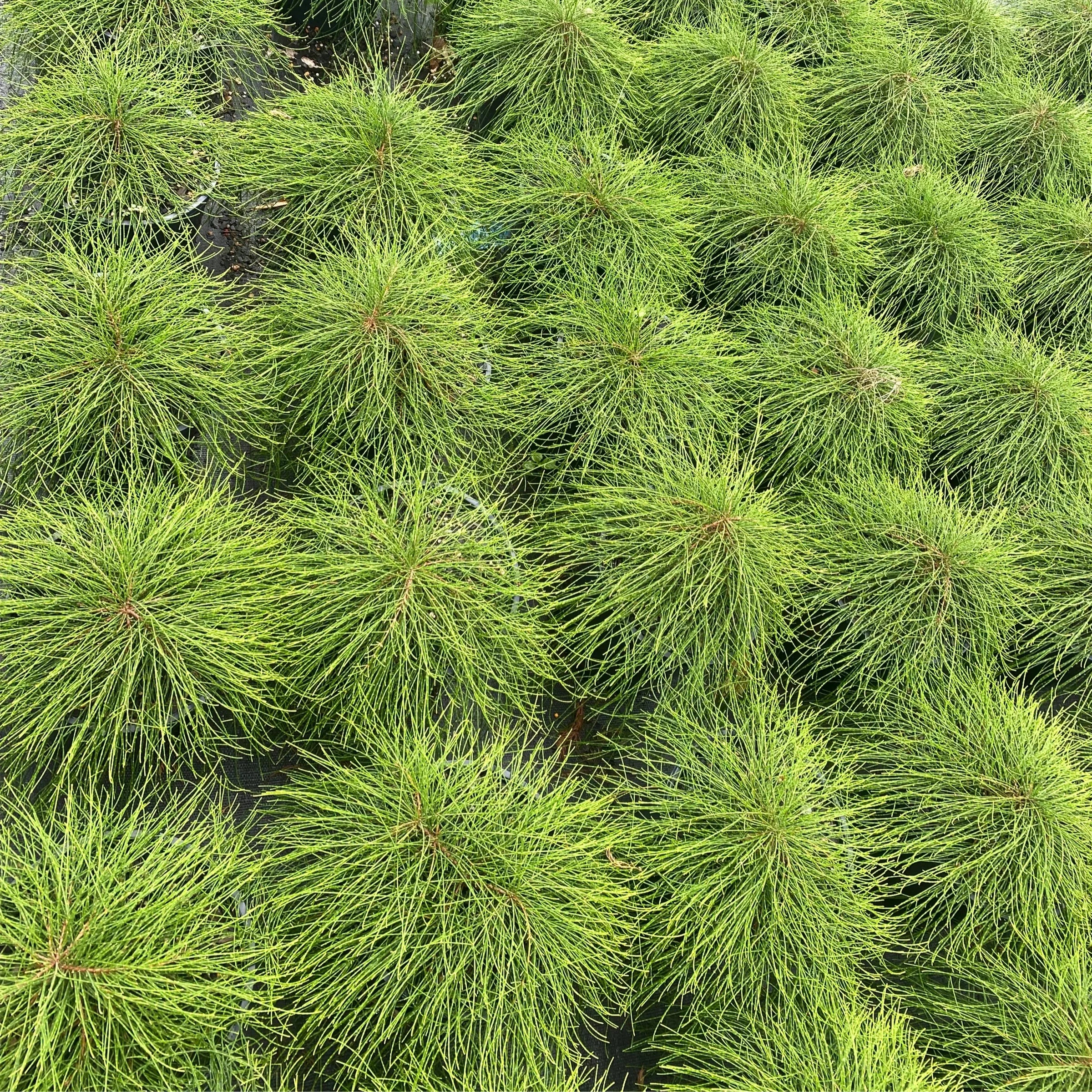 Casuarina glauca ‘Cousin It’