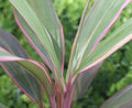 Cordyline Pink Champion