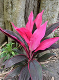 Cordyline Pink Sister