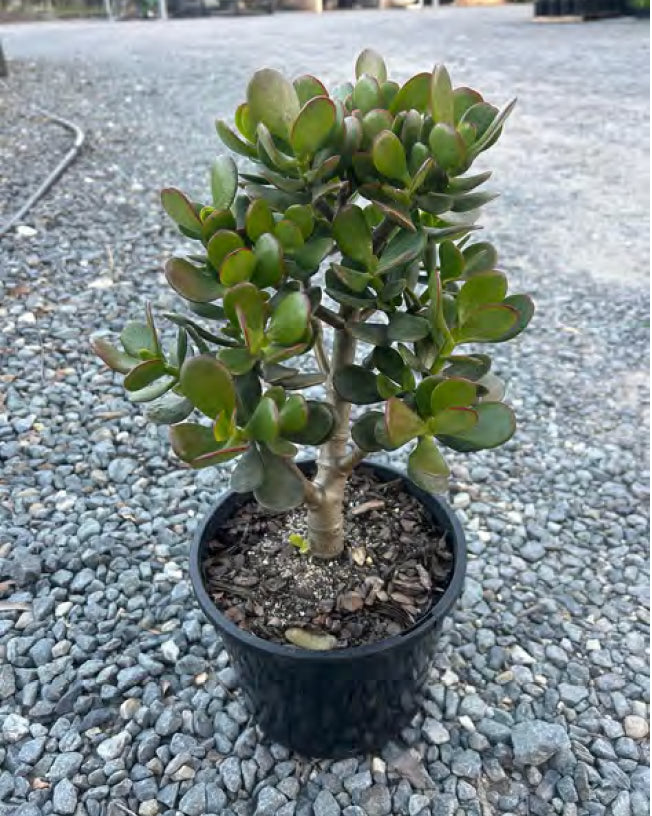 Crassula Ovata | Jade Plant