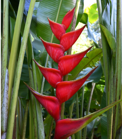 Heliconia Criswick