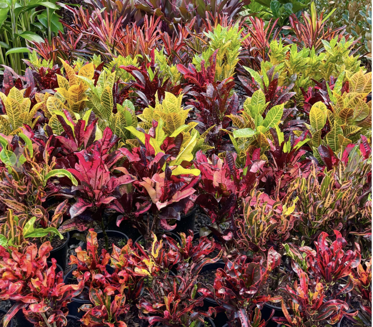 Crotons | Codiaeum variegatum