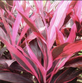 Cordyline Rubra