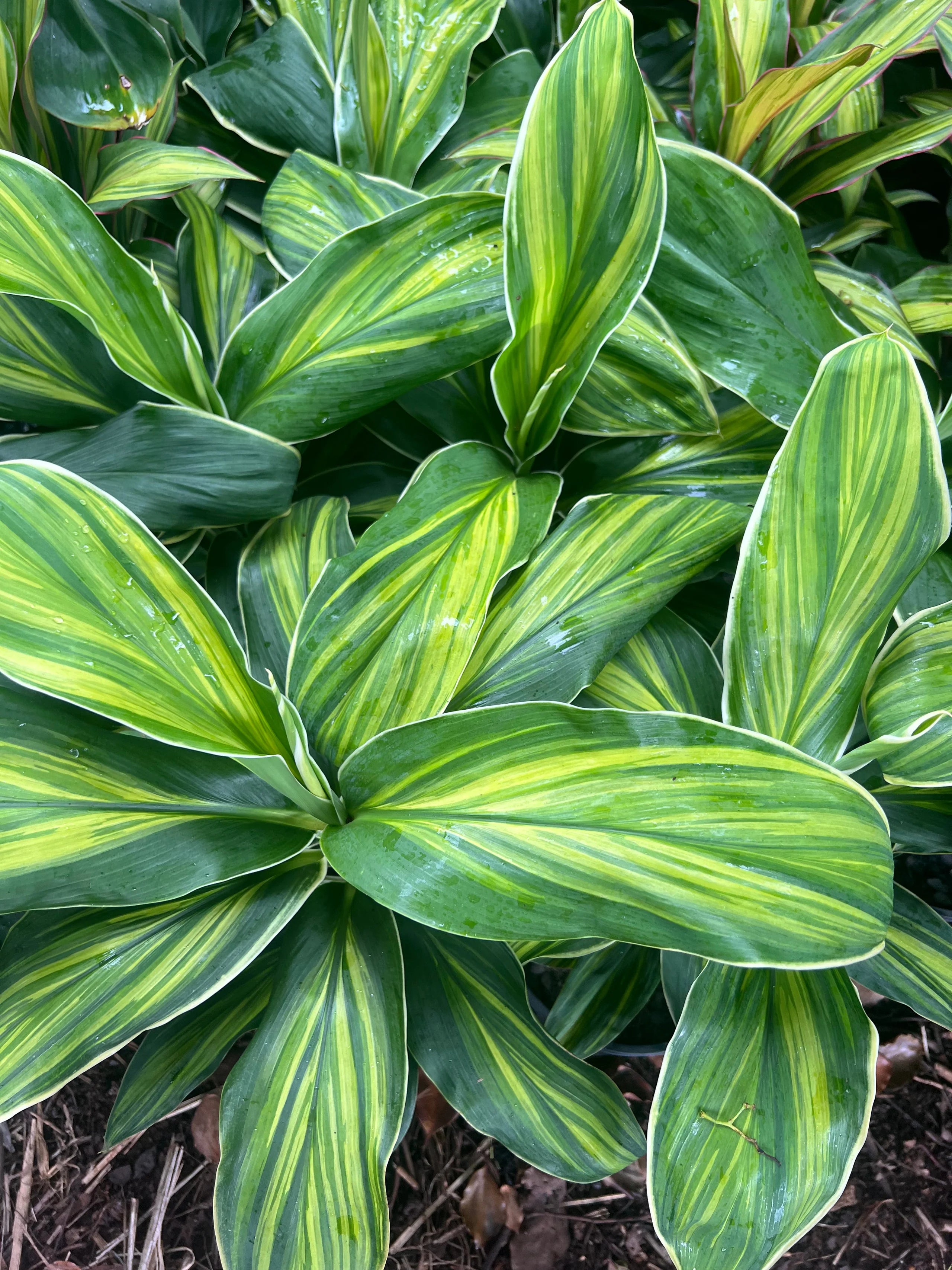 Cordyline Tropic Frost