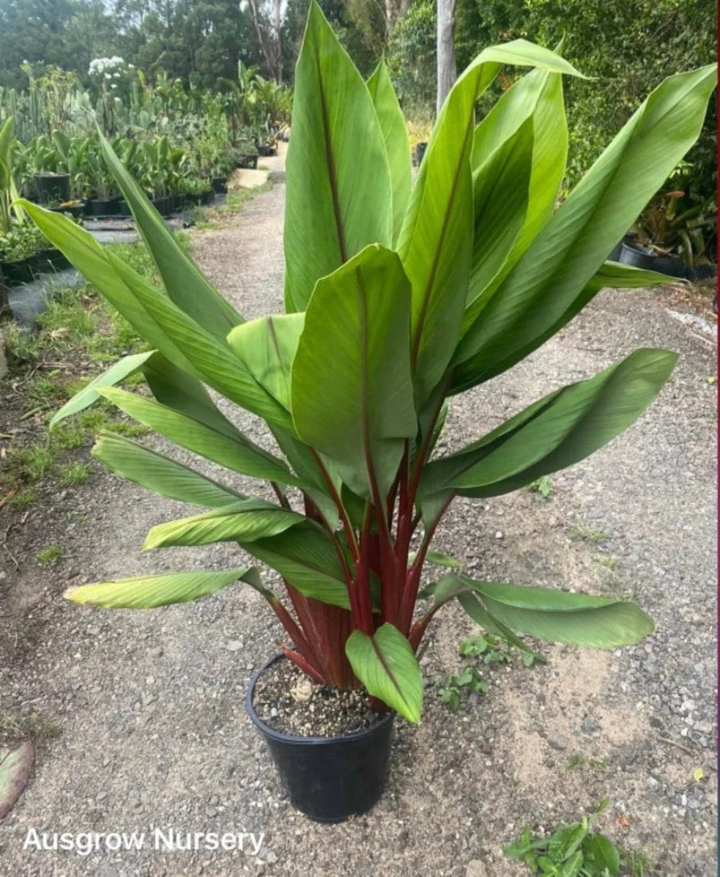 Curcuma rubescens