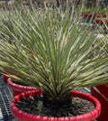 Dasylirion wheeleri ‘ Mexican Grass Tree’