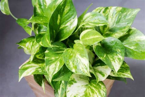 Devils Ivy Hanging Baskets - Epipremnum aureum Pothos