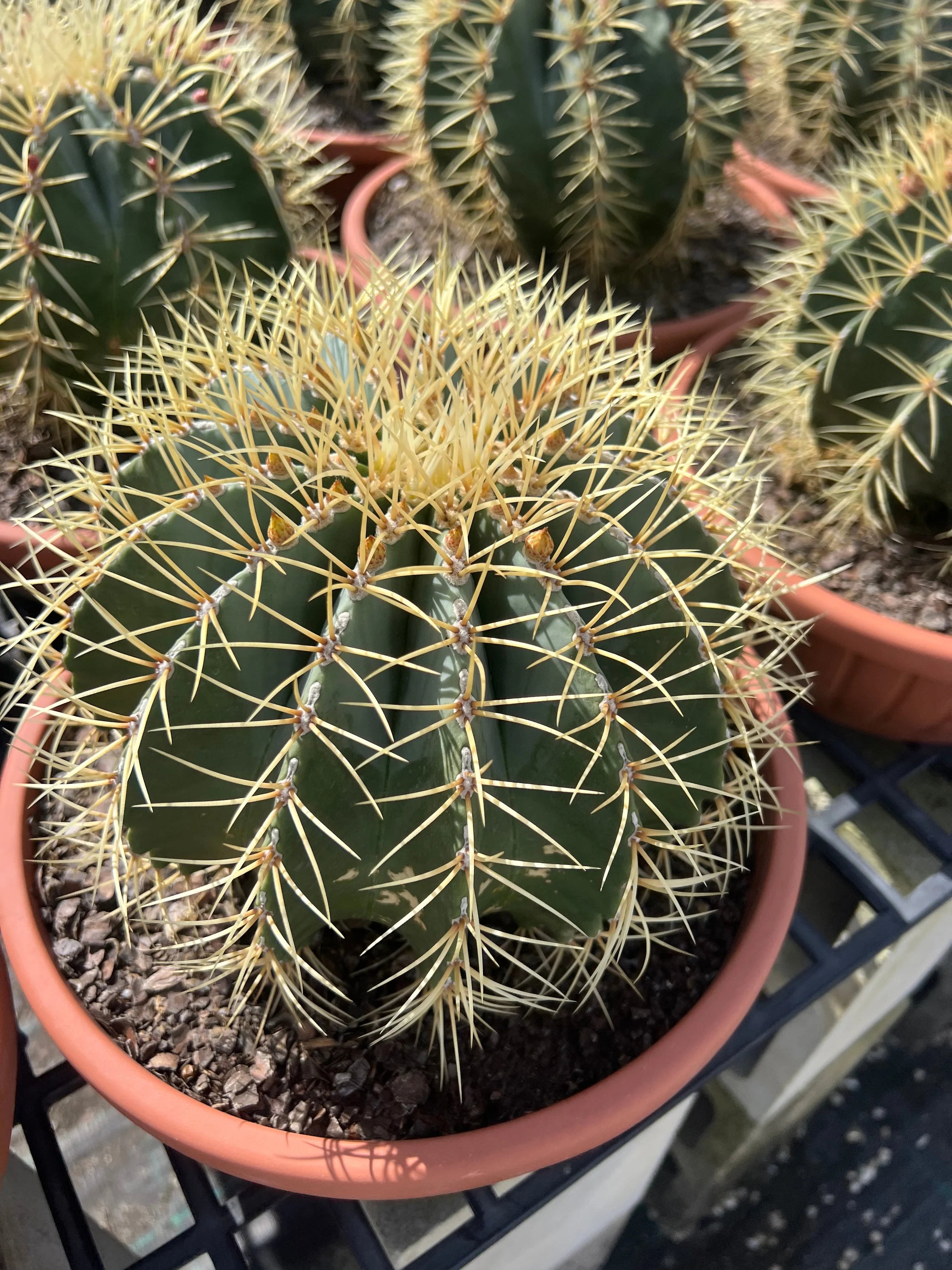 Echinocactus grusonii ‘BrevispinusInter mediens’