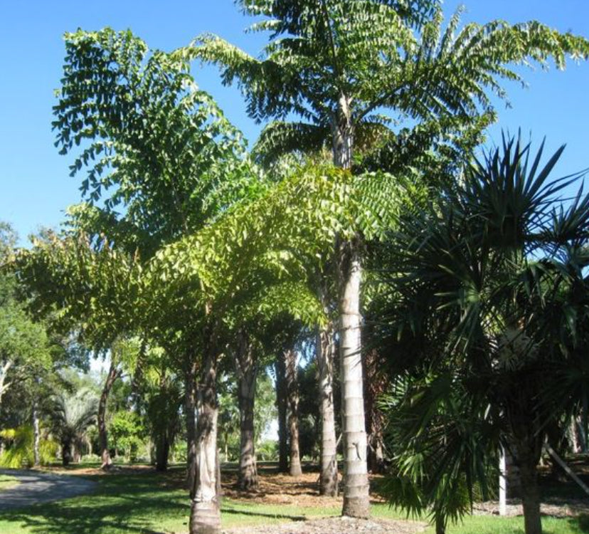 Fishtail Palm | Caryota mitis