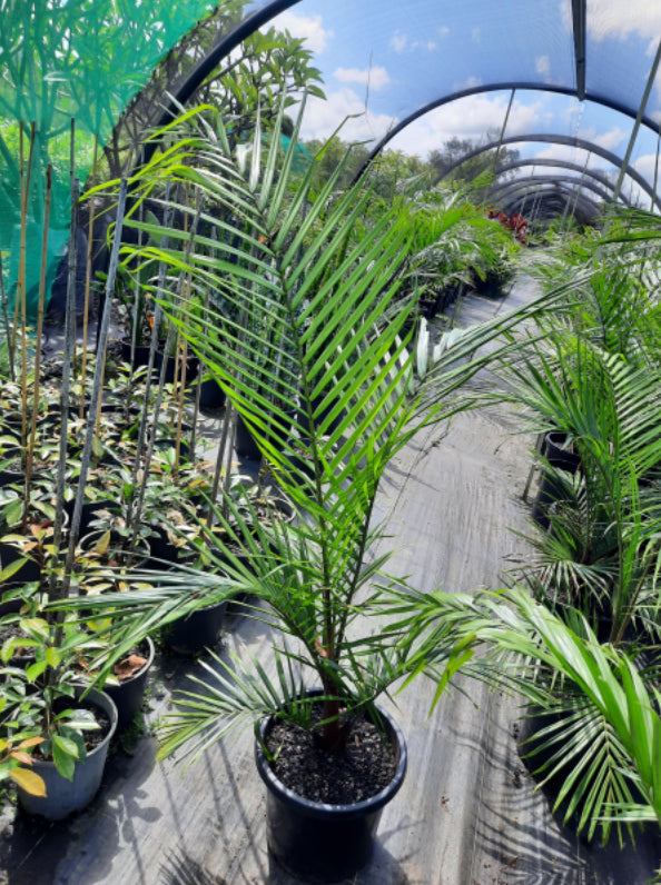 Dypsis Leptocheilos | Red neck palm