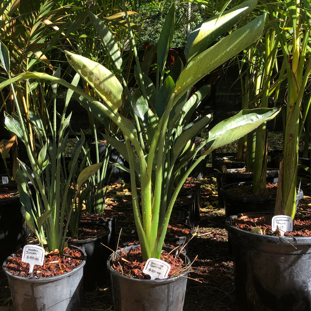 Bird of Paradise | Strelitzia reginae