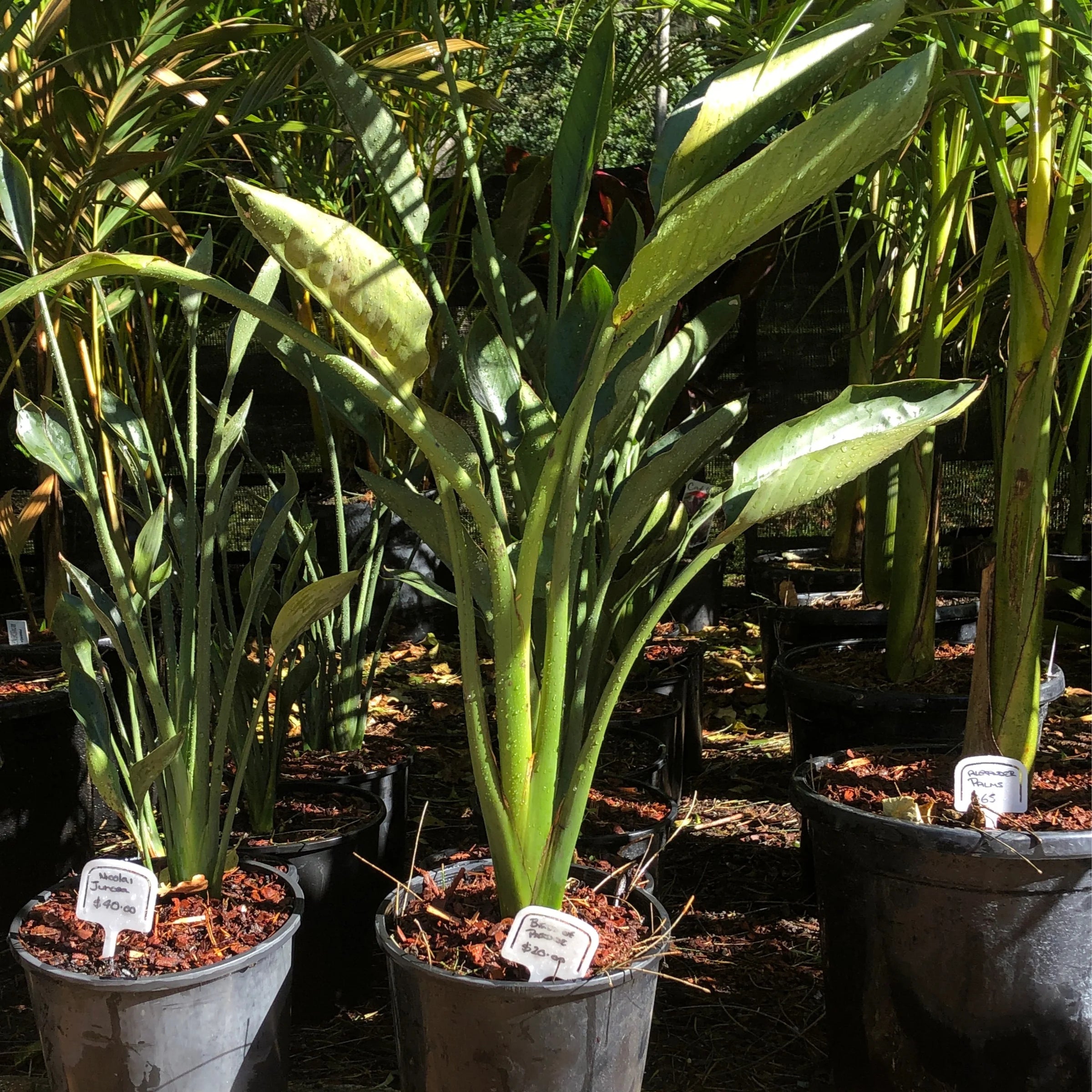 Bird of Paradise | Strelitzia reginae