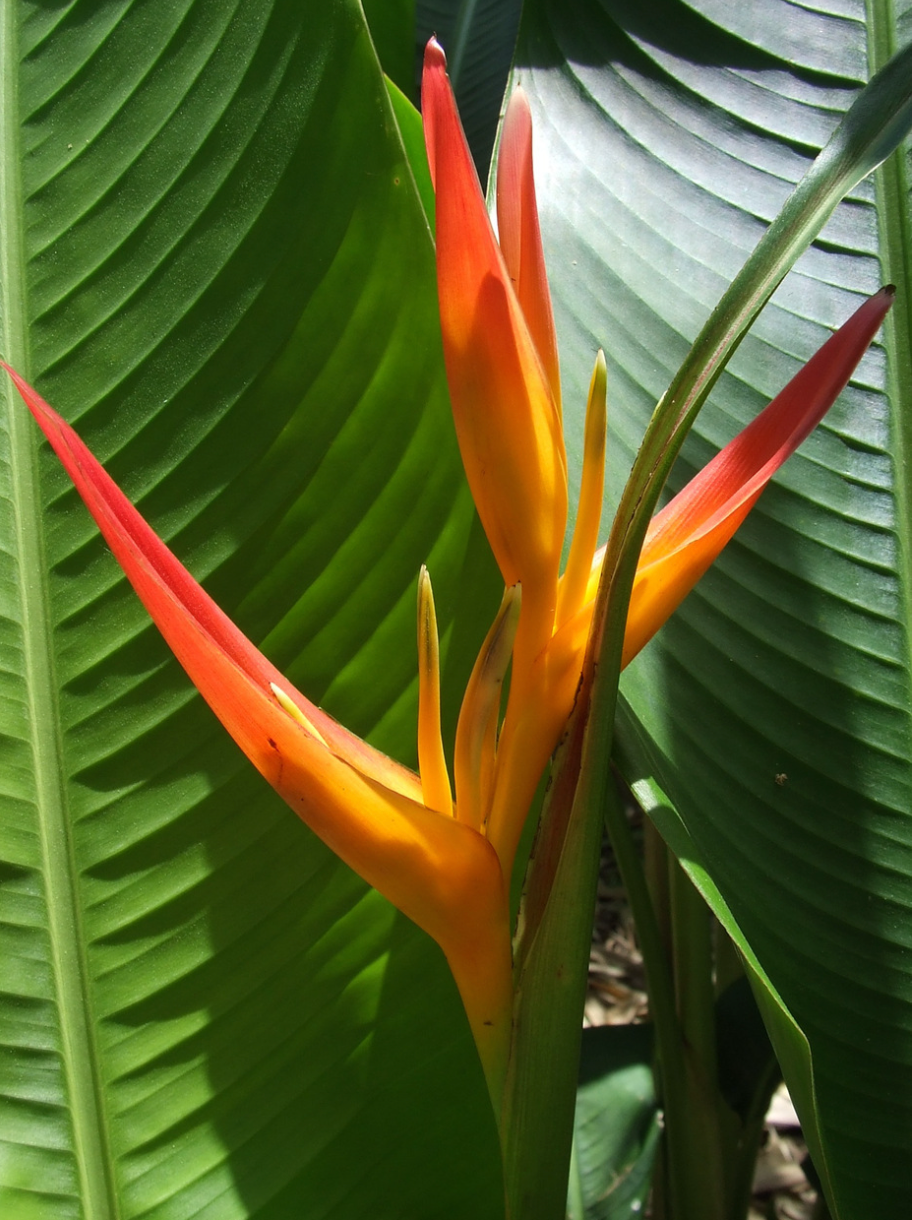 Heliconia Tropics